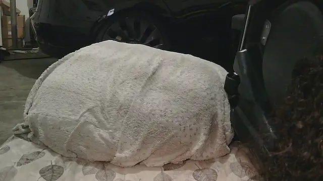 Gmajor online show from December 15, 2025, 1:33 am