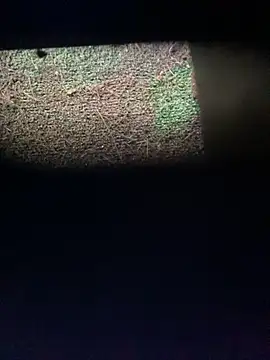 Adele Pinkk online show from November 12, 2025, 12:20 pm