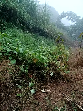 kemtuoi-sex online show from October 31, 2025, 8:33 am