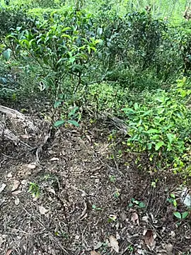 Gihan sil1088 online show from September 20, 2025, 8:52 am