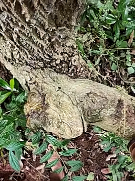 telugumodda4396 online show from October 23, 2025, 6:34 am