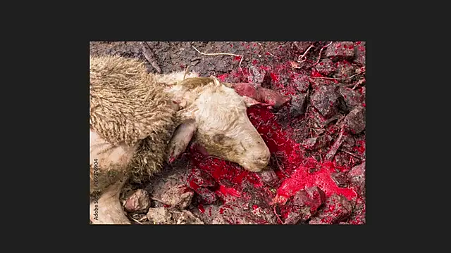 Playful Lia online show from April 12, 2026, 2:04 am