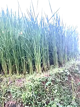 Snapshot of hi-hi-zz chatting on October 8, 2025, 7:10 am hi-hi-zz online show from October 8, 2025, 7:10 am