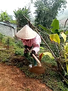 Fish yellow online show from December 17, 2025, 2:05 am