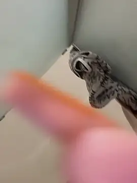 gatitalocahot online show from April 2, 2026, 7:31 pm