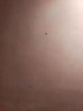 Snapshot of TuFlapito chatting on November 16, 2025, 2:55 pm TuFlapito online show from November 16, 2025, 2:55 pm