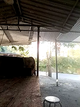 Snapshot of yoyo-mi chatting on November 27, 2025, 12:55 am yoyo-mi online show from November 27, 2025, 12:55 am