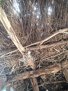 Snapshot of Chinki_pande chatting on December 1, 2025, 7:09 am Chinki pande online show from December 1, 2025, 7:09 am