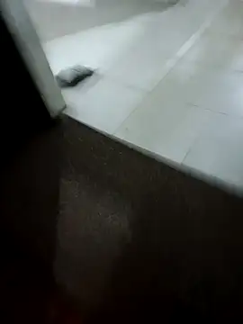 MonasticCanine online show from February 10, 2026, 10:03 am