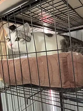 Snapshot of Toffee-00 chatting on November 26, 2025, 3:28 am Toffee-00 online show from November 26, 2025, 3:28 am