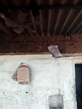 Babita Gori online show from April 15, 2026, 11:38 am