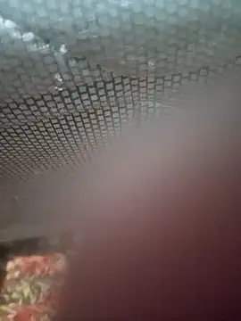 Snapshot of Ariee_199 chatting on December 4, 2025, 10:31 pm Ariee 199 online show from December 4, 2025, 10:31 pm