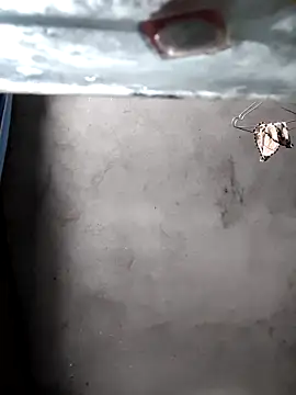 gigo-ulala online show from December 16, 2025, 1:37 pm