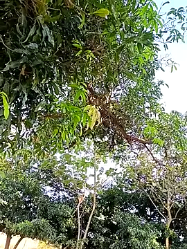 Avejkhan1630 online show from December 14, 2025, 4:29 am