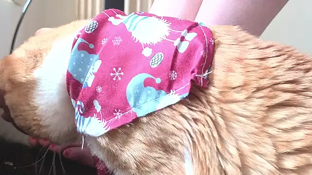 Feetbeth online show from March 4, 2026, 7:43 pm