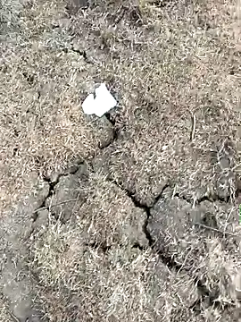 Tamilpaiyan07 online show from March 11, 2026, 10:53 am