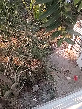 Prem Ran online show from December 22, 2025, 3:28 am