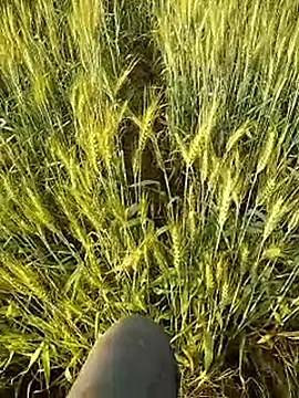 Snapshot of hornycouple20000 chatting on February 21, 2026, 11:56 am hornycouple20000 online show from February 21, 2026, 11:56 am