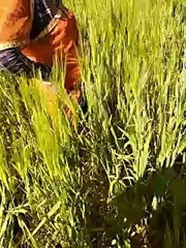 Snapshot of hornycouple20000 chatting on January 15, 2026, 7:12 am hornycouple20000 online show from January 15, 2026, 7:12 am