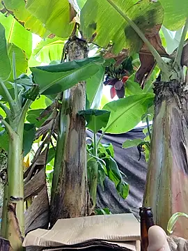 Hivi 09 online show from April 12, 2026, 12:25 am