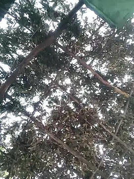 bhavna pandit online show from April 13, 2026, 12:25 am