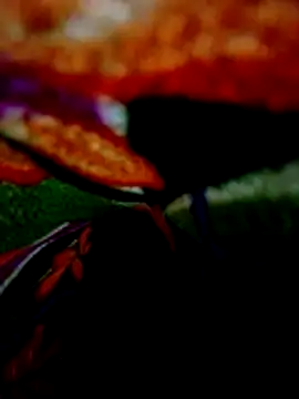 wifedesi7050 online show from April 20, 2026, 8:21 pm