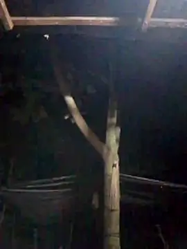 Zain Moore online show from March 30, 2026, 5:36 pm