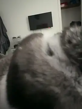 Furdale online show from September 18, 2025, 4:32 pm