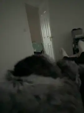 Furdale online show from February 11, 2026, 3:34 pm