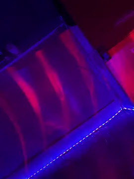 Sanieku online show from April 13, 2026, 9:08 pm