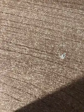 gokhanbey34 online show from December 21, 2025, 12:46 am