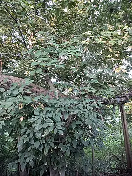 Rinku5553 online show from September 28, 2025, 2:07 am