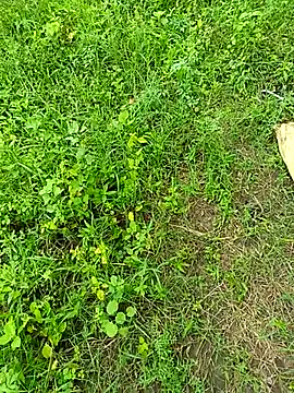 kummuduabbai online show from September 12, 2025, 8:25 am